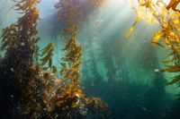 underwater