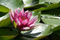 DSC04429c