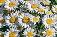 49 - 31 Old Millstone Lane - White Daisies