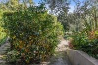 Lemon tree and pathway