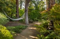 Hammock along pathway
