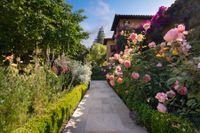 Rose path to house