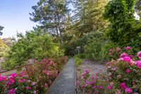 CarltonFlowerOrchard3K