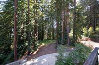ReidsForestNextGN3K