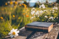 Bible daisy med